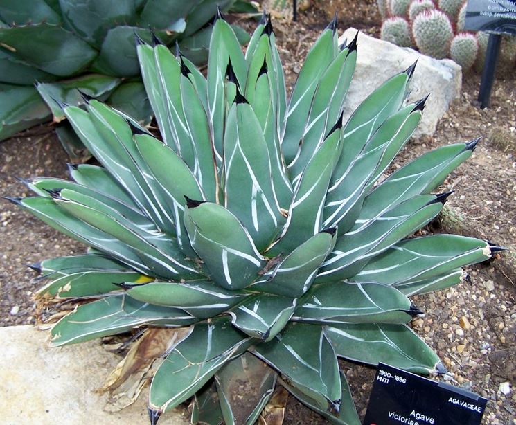 Agave Regina Vittoria