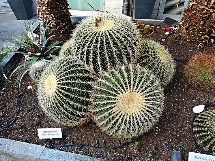 Pianta di Echinocactus Grusonii Inermis