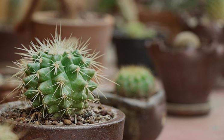 Un piccolo cactus