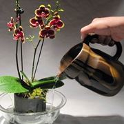 Vaso per orchidee