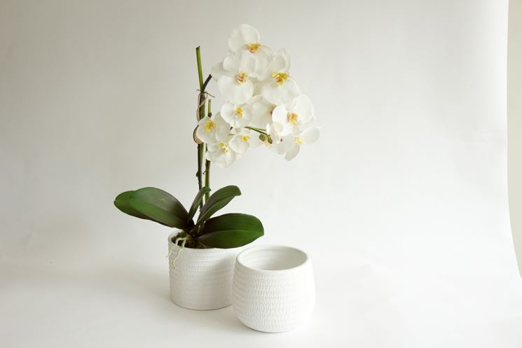 vasi decorativi per orchidee