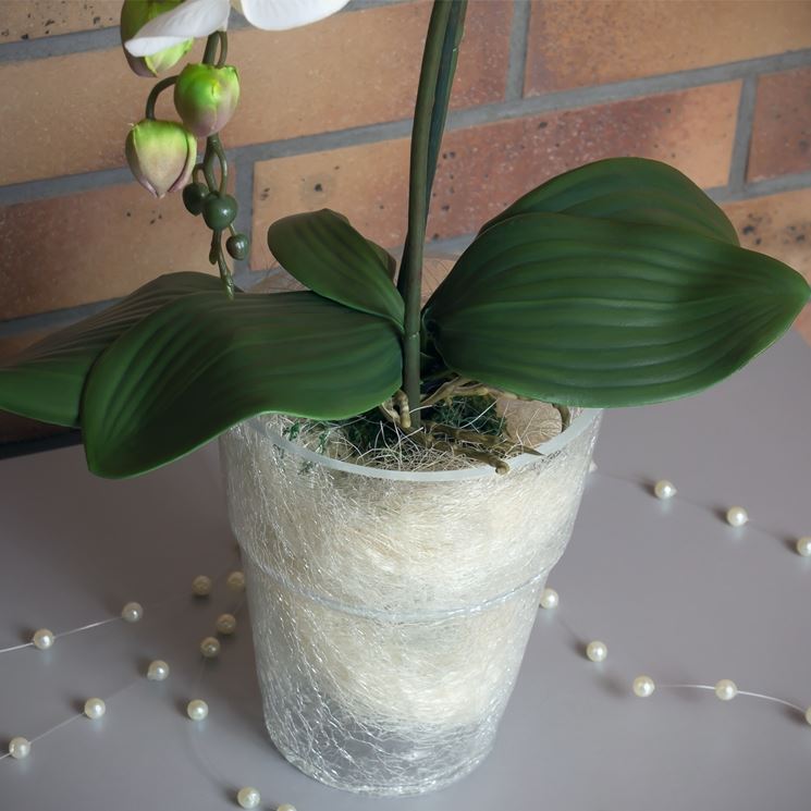 Scegliere vaso per orchidee